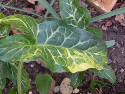 Arum italicum subsp. italicum 'Caroline Hayes